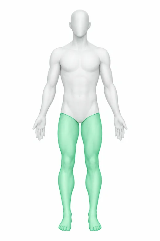 Body figure with only the legs highlighted